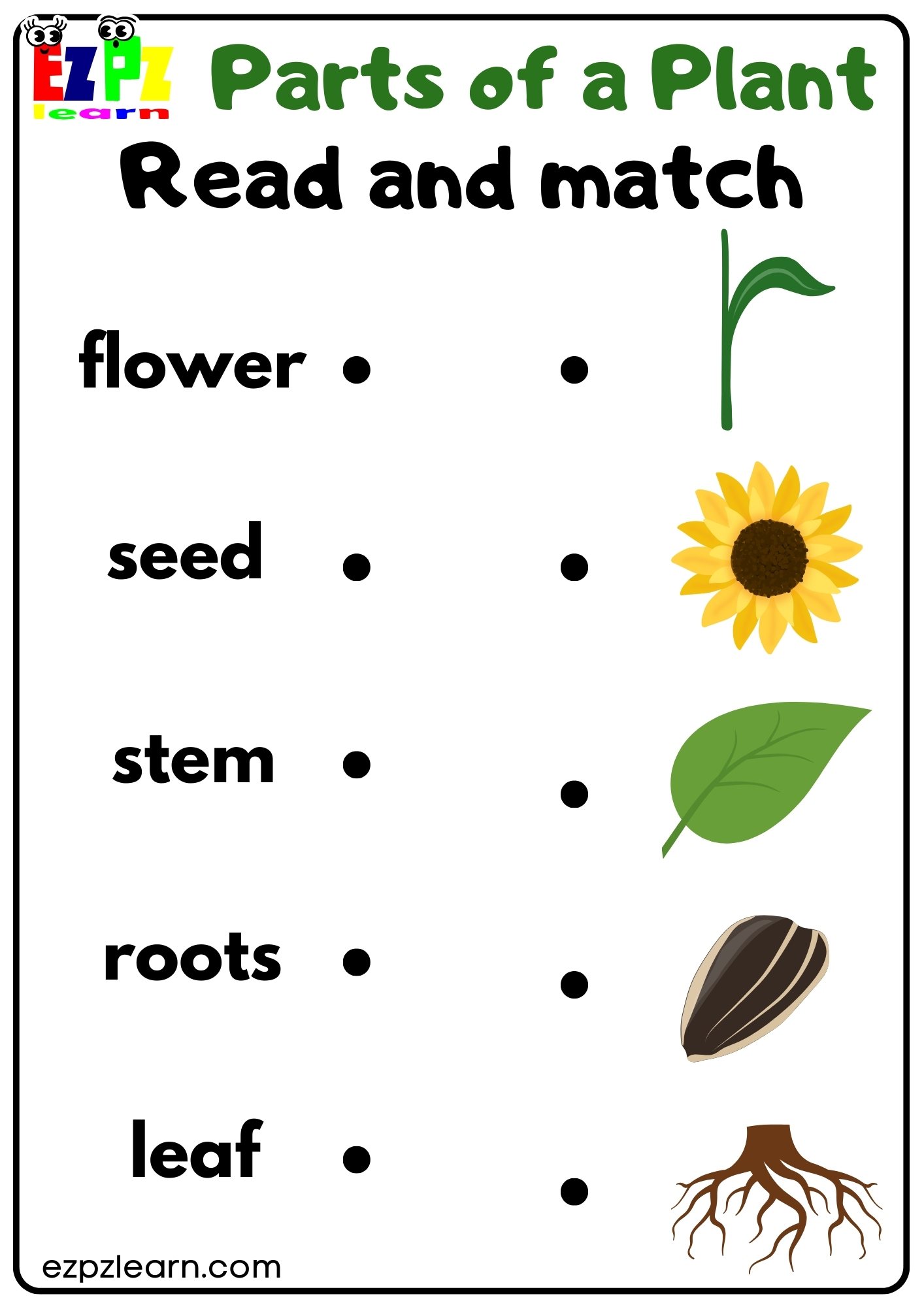 Parts of a Plant Read and Match Worksheet for Kindergarten or ESL